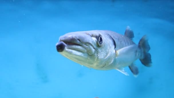 Peces de acuario — Vídeos de Stock