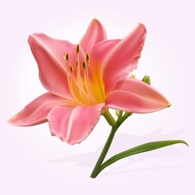 pembe lily çiçek