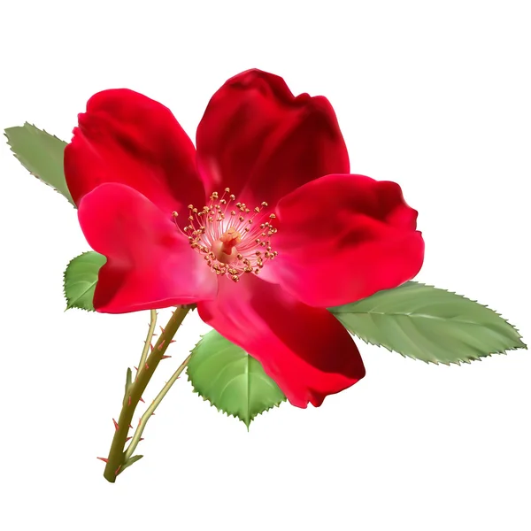 红玫瑰鲜花 — 图库矢量图片