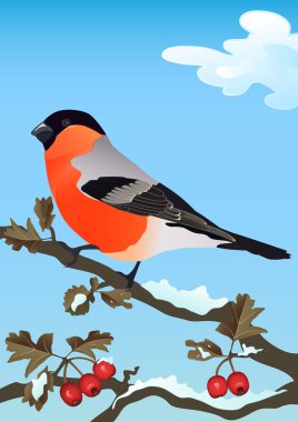 alıç karlı dal şakrak kuşu