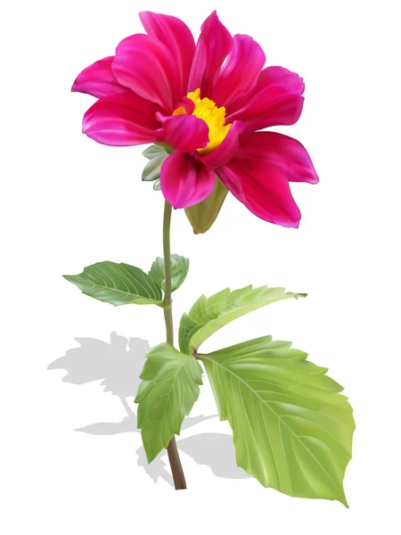 Pink dahlia flower — Stock Vector