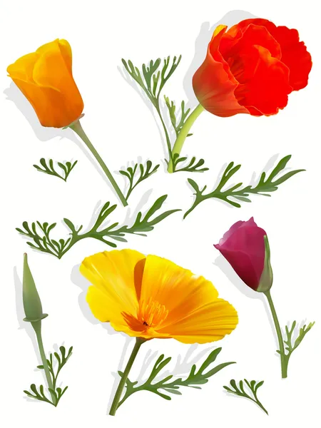 California poppy set — Stock Vector