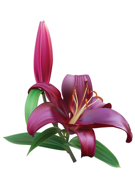 Purple lily on white background — Stock Vector