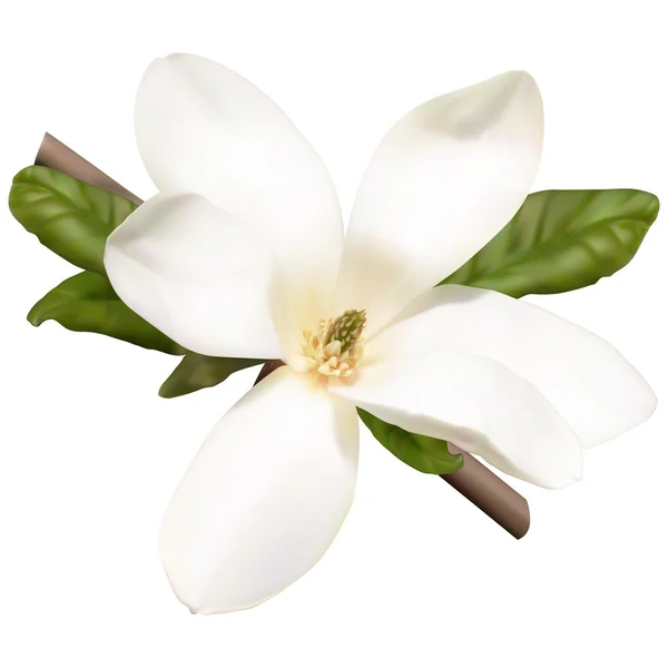 Witte magnolia bloem — Stockvector