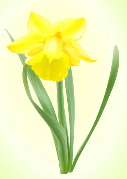 Narciso amarillo vector de flores — Vector de stock