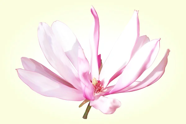 Magnolia flower pink-white on yellow background