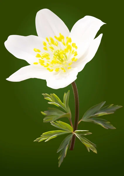 White anemone flower with leaves — Stock Vector