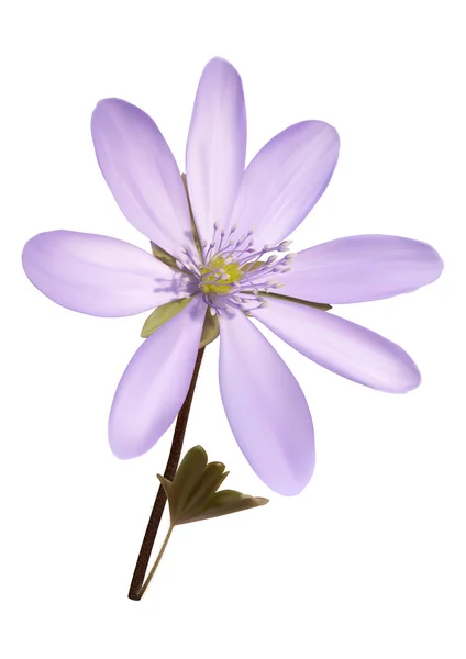 Фіолетова квітка анемони з фоном квадратів — стоковий вектор