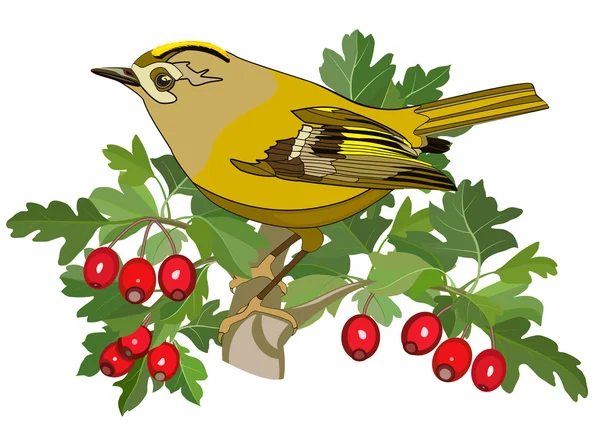 Goldcrest vogel en meidoorn — Stockvector