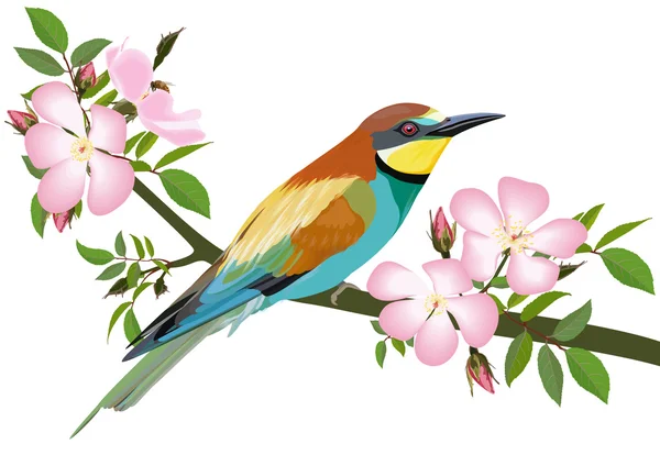 Bee-eater bird — Stock Vector