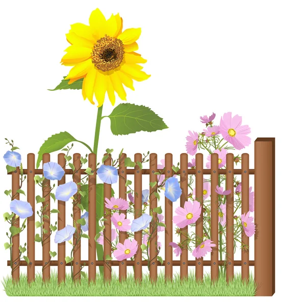 Dřevěný plot a květiny — Stock fotografie