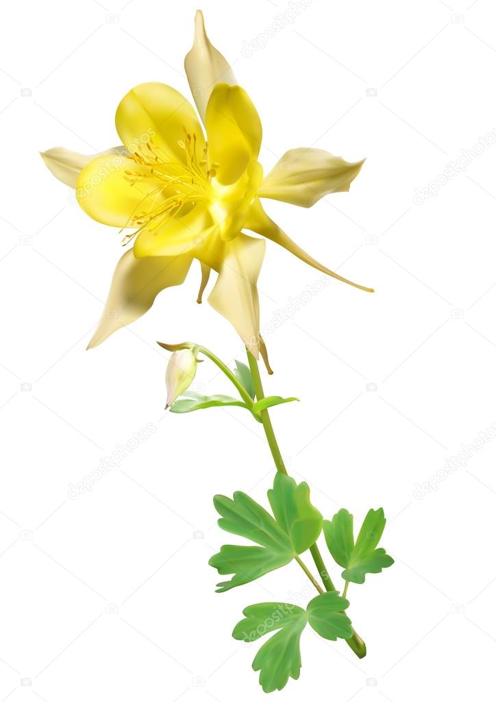 Yellow columbine flower