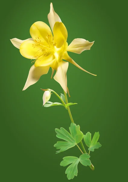 Yellow columbine flower — Stock Vector