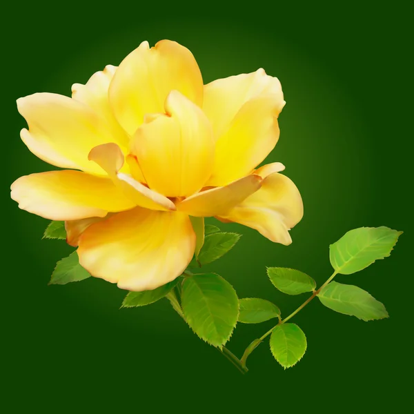 Żółta róża na zielonym tle — Zdjęcie stockowe
