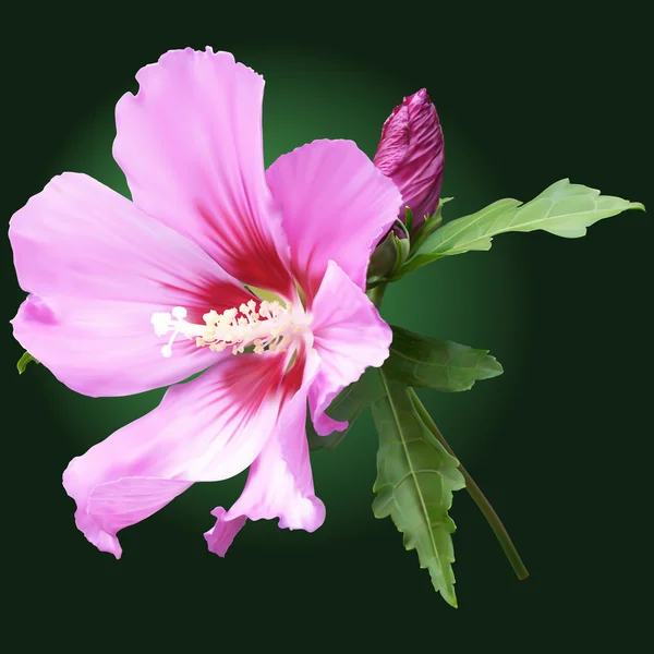 具有绿色背景的粉红色锦葵花卉 — 图库照片