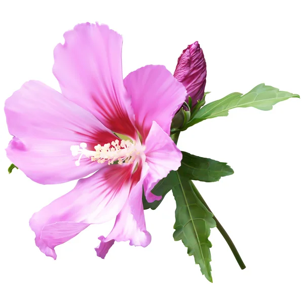 Rosa Malva blomma — Stockfoto