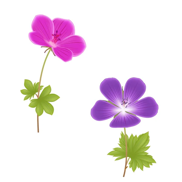 Geranium flowers — Stock Photo, Image