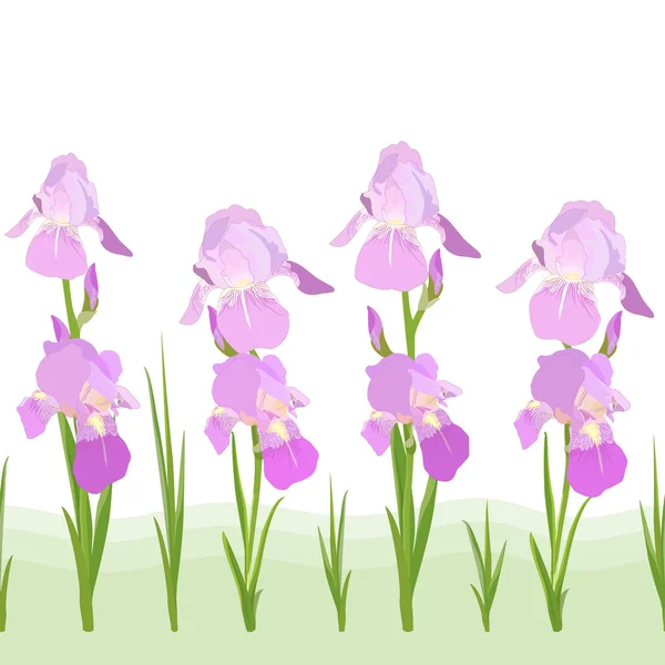Iris flowers pattern — Stock Vector