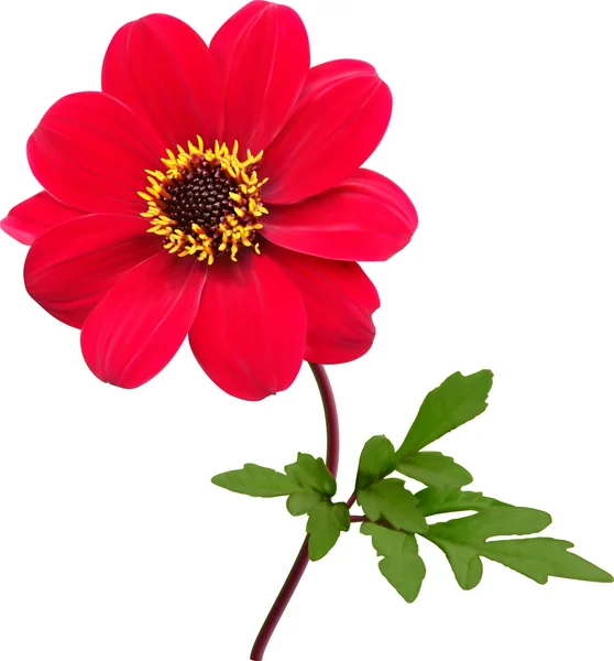 Красный цветок георгины, изолированный — стоковое фото