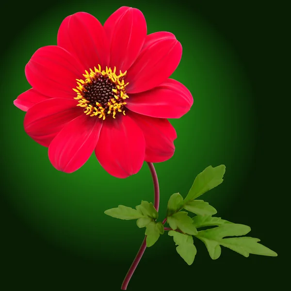 Квітка жоржин червоний — стокове фото