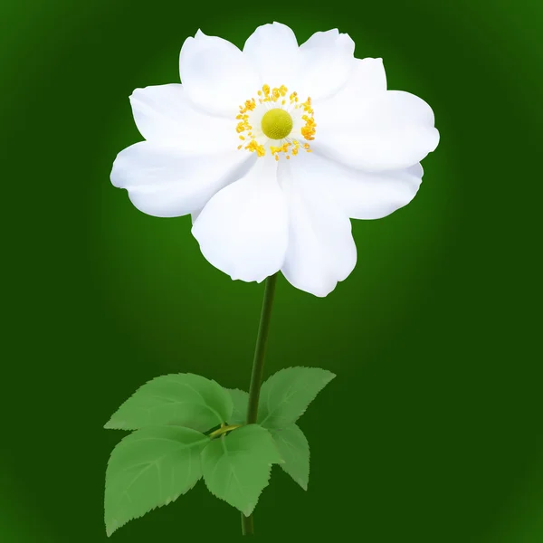 Anémona japonica flor — Archivo Imágenes Vectoriales