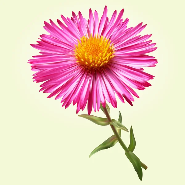 Chrysant bloem — Stockvector