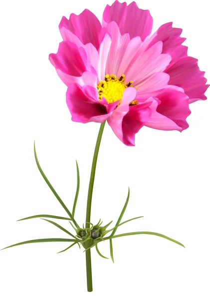 Pink cosmos flower — Stock Photo, Image