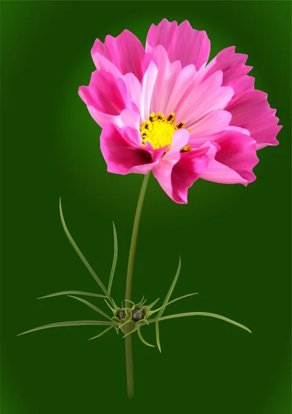 粉色波斯菊花卉 — 图库矢量图片
