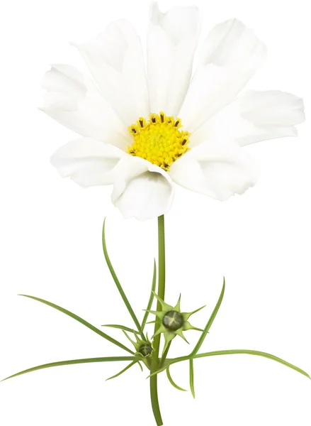 Fiore del cosmo bianco — Foto Stock