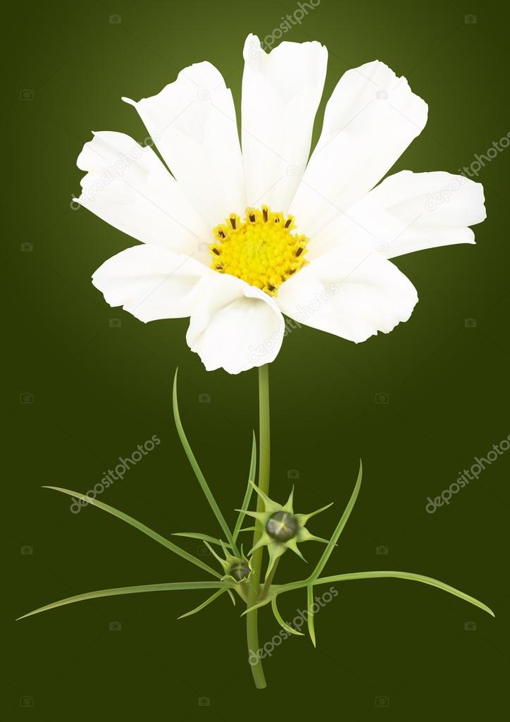 White cosmos flower