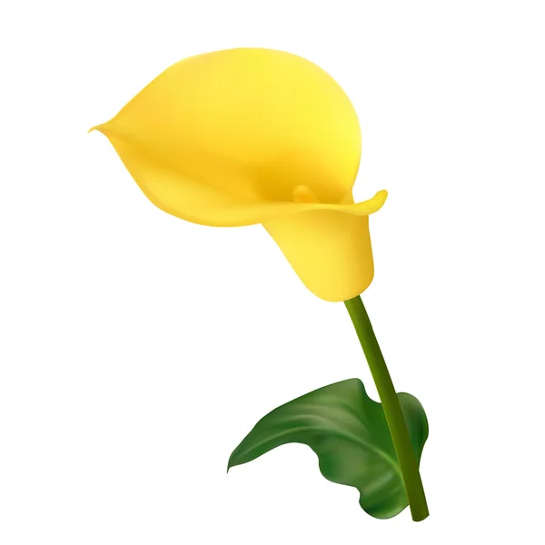 Calla ดอกไม้สีเหลือง — ภาพเวกเตอร์สต็อก