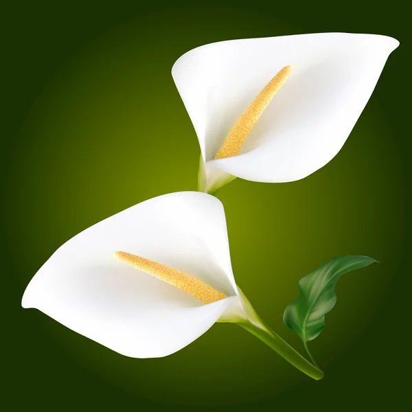 两个白色的马蹄莲花 — 图库矢量图片