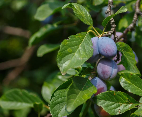 Ciruelas azules —  Fotos de Stock