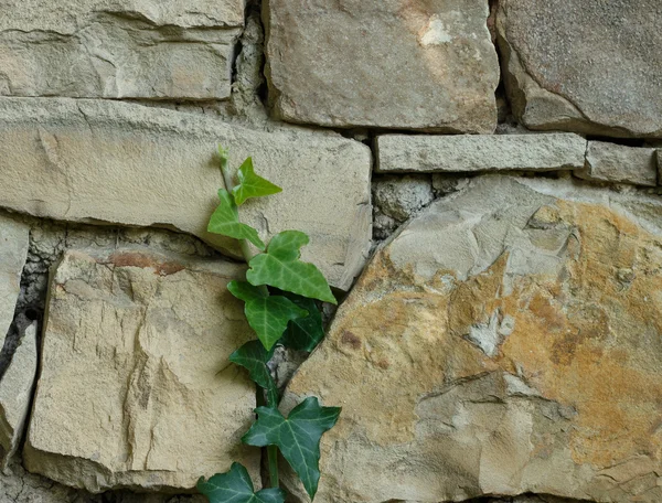 Ivy on the wall — Stock Photo, Image