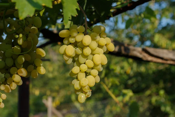 Uvas brancas — Fotografia de Stock