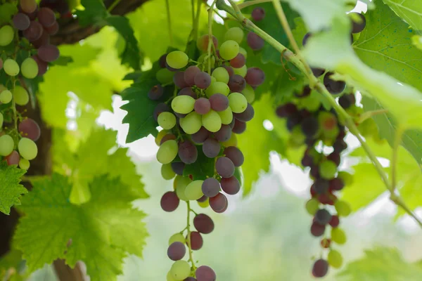 Maduración de la uva negra — Foto de Stock