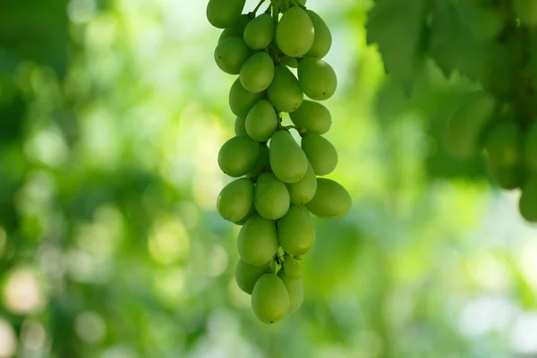 Uvas verdes —  Fotos de Stock