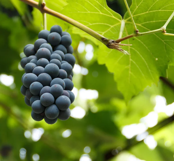 Grappolo di uva nera — Foto Stock