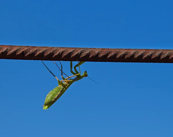 Mantis — Stockfoto