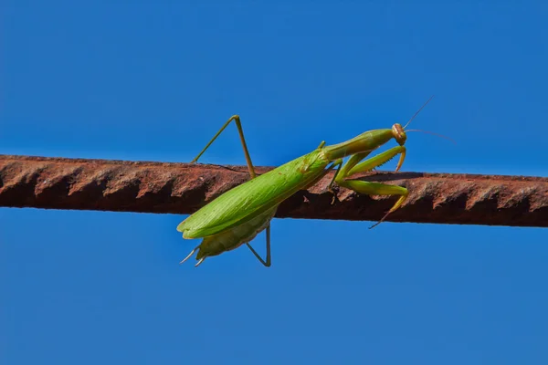 Insect praying mantis — Stock Photo, Image