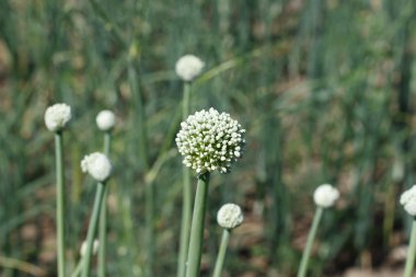çiçek yeşil soğan