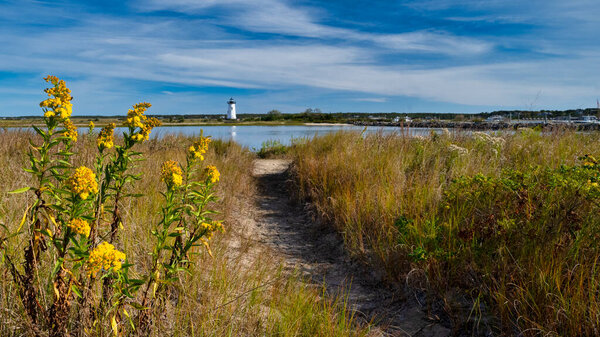 Goldenrod flowers along the path to lighthouse beach in Edgartown, Massachsetts.