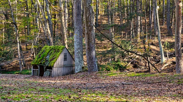 Bucks County, Pennsylvania 'daki eski, bakımsız baraka yosunlarla kaplı..