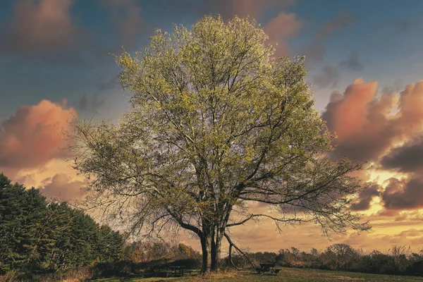 Büyük, olgun bir ağaç Hopewell Kasabası, New Jersey 'deki Ted Stiles Koruma Alanında tek başına duruyor..