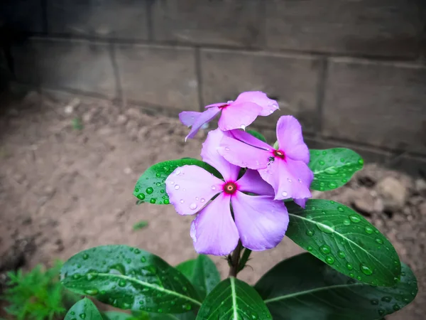 Imagen Primer Plano Coloridas Flores Plantas Color Púrpura Periwinkle Enfoque — Foto de Stock