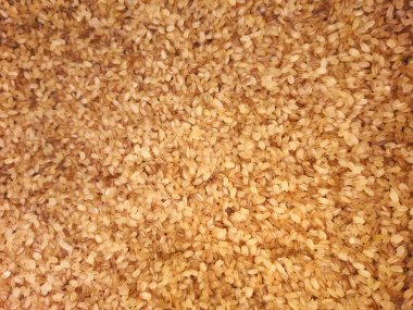 Kerala Palakadan Matta Rice 'ın yakın plan fotoğrafı. Seçici Odaklanma