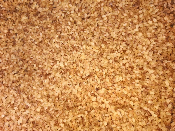 Kerala Palakadan Matta Rice 'ın yakın plan fotoğrafı. Seçici Odaklanma