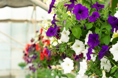 Closeup image Of Different Color Petunia Flower And Its Plant