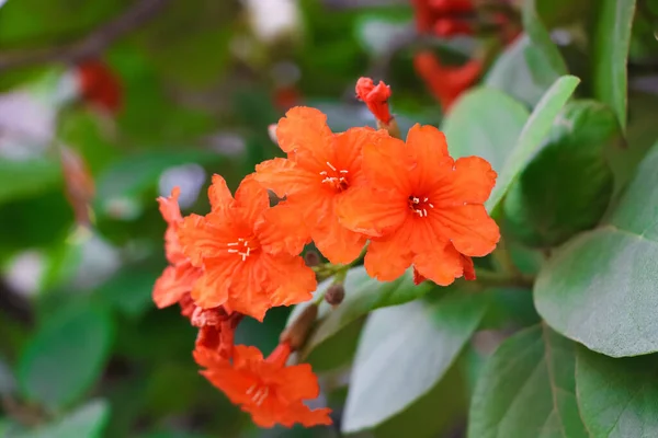 Closeup Image Beautiful Orange Color Scarlet Cordia Flowers — стокове фото