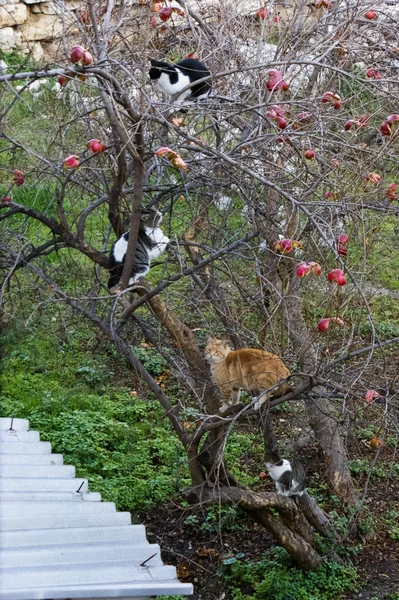 Gatos en el árbol — Foto de Stock